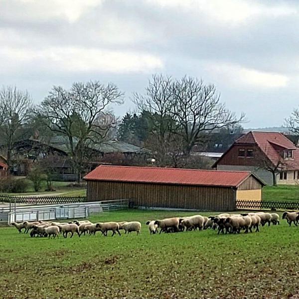 Martinsmarkt auf Gut Friedrichsfelde