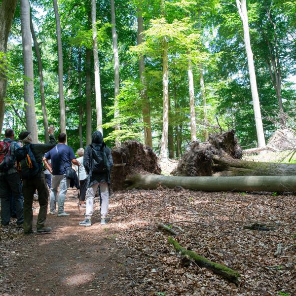 „Lebendiges Welterbe – Erlebnisführung im Weltnaturerbe Buchenwald Grumsin“