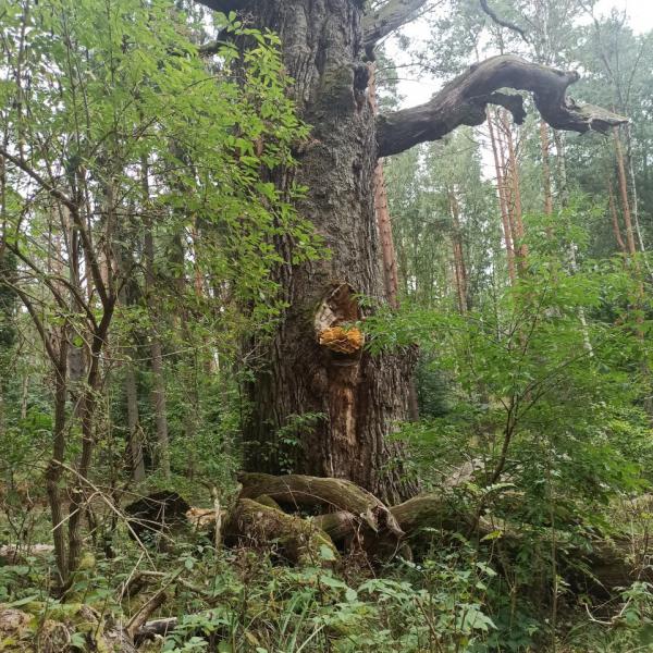 RangerTour: Fest verwurzelt - Familientour im Hutewald