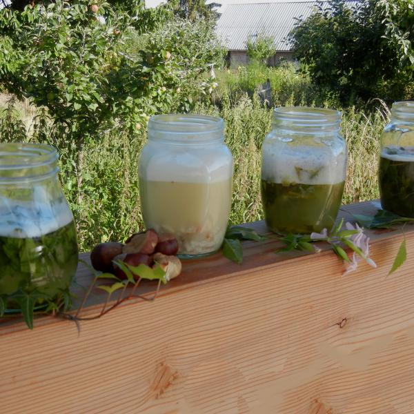 Pflanzliche Waschmittel aus Seifenkraut und Co. – die umweltfreundlichen Alternativen