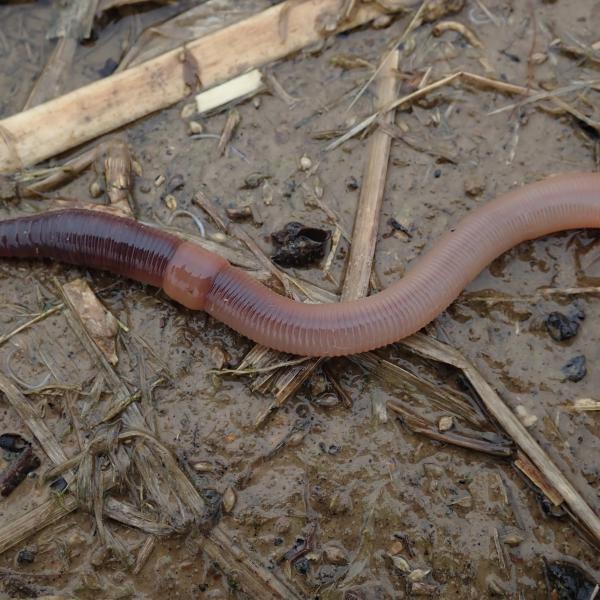 Naturzeit: Lebenswerter Boden