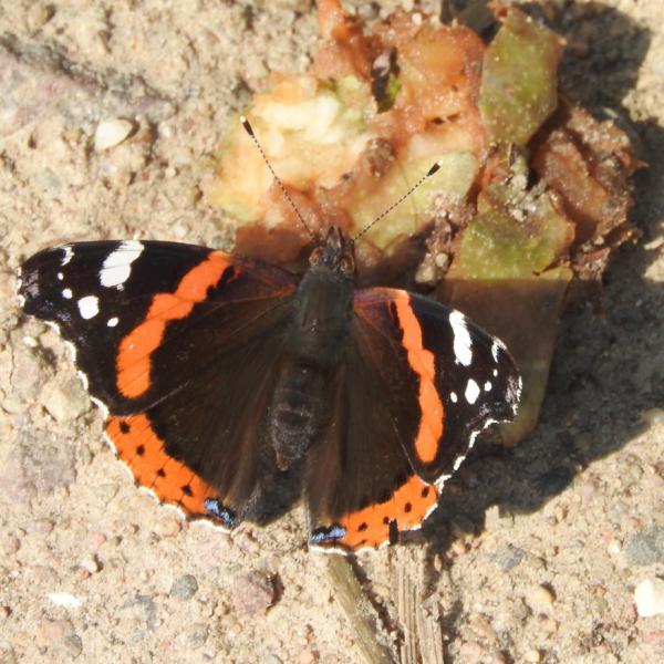 Naturzeit: Unterwegs mit Sechsbeinern