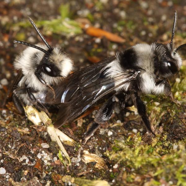 Vogelberingung