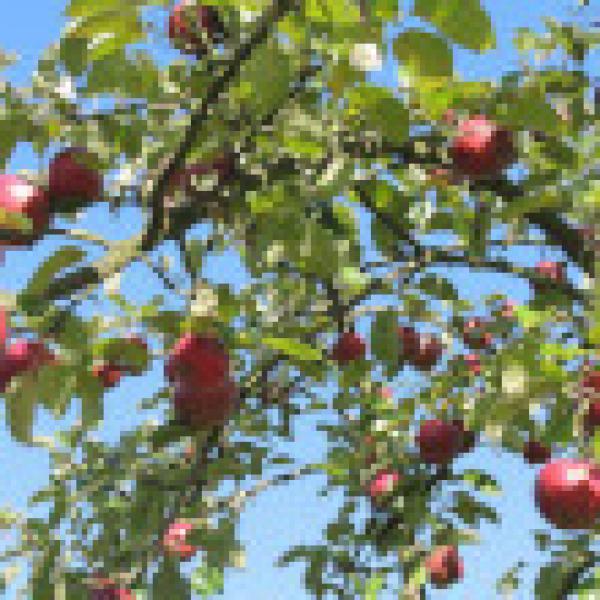 Naturzeit: Lebensraum Streuobstwiese