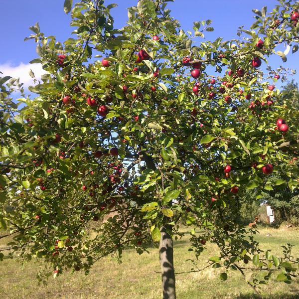 Familienzeit: Vom Apfel zum Saft