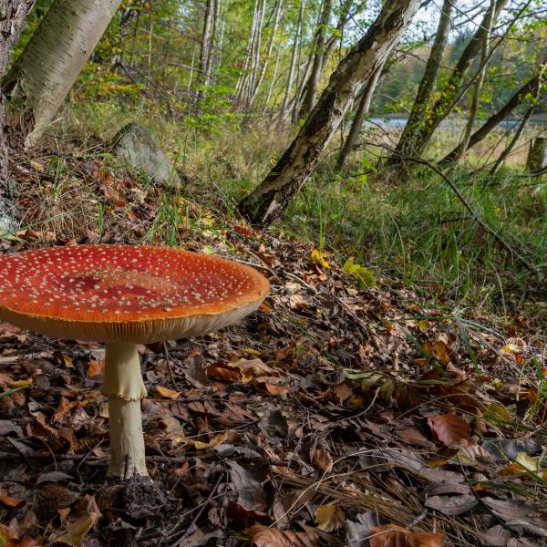 Naturzeit: Faszinierende Welt der Pilze