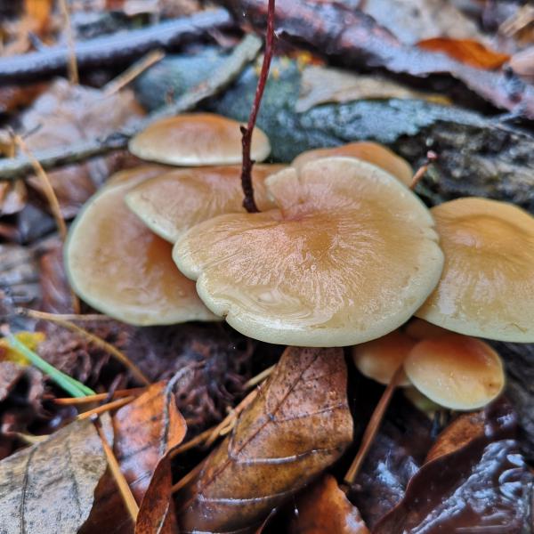 Familienzeit: Pilzsuche im Wald