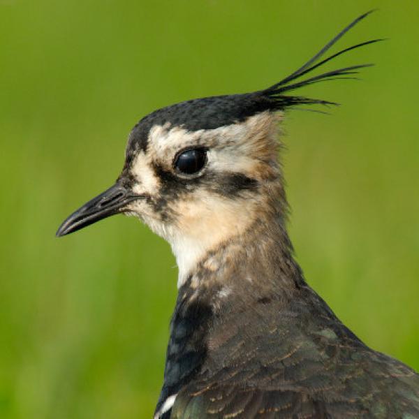 Naturzeit: Vogelzug im Wandel