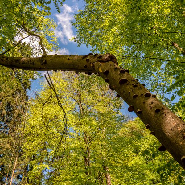 Naturzeit: Lebensraum Wald