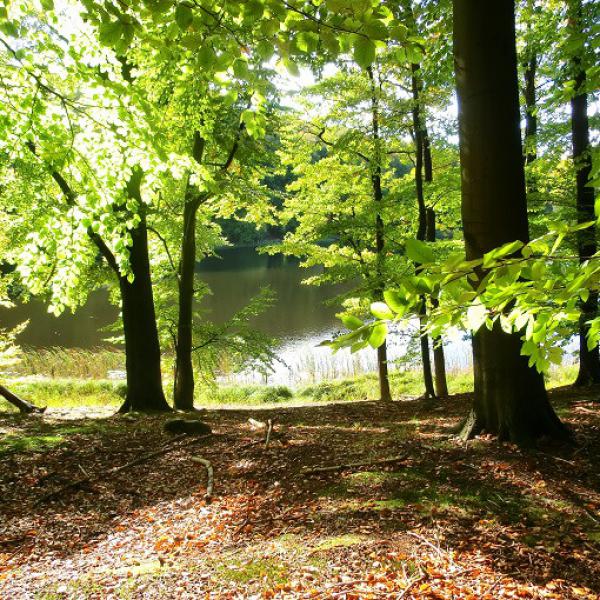 Familienzeit: Wald im Wandel