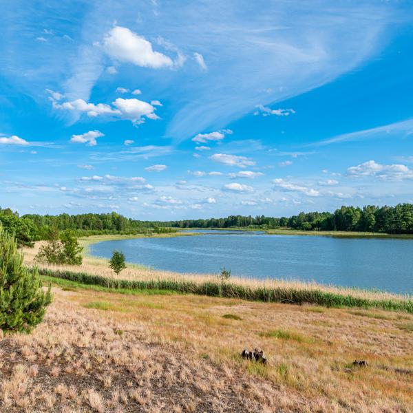 Wildnis-Tour: Die Heide blüht