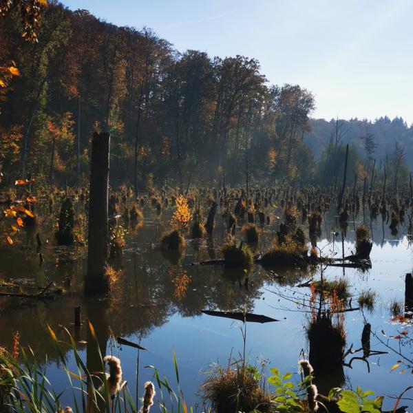 RangerTour: Bunte Blätter und Baumeister Biber