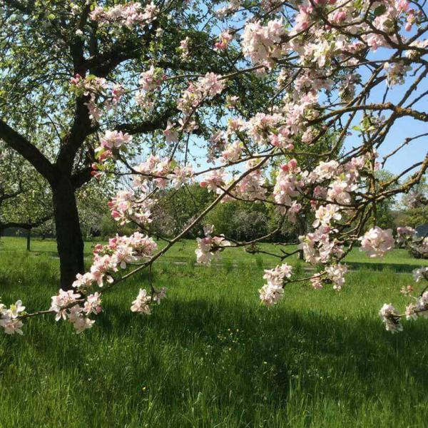 2. Tageskurs „Obstbaumschnitt"