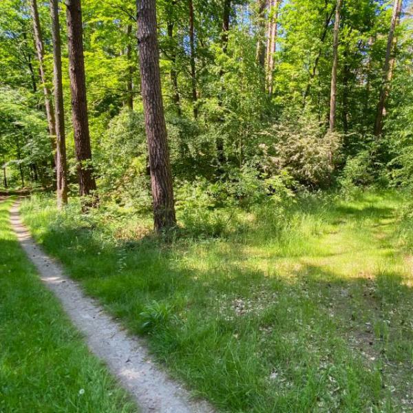 SonntagsTouren in die Schorfheide - Geführte Wanderung „Grün trifft Stein“
