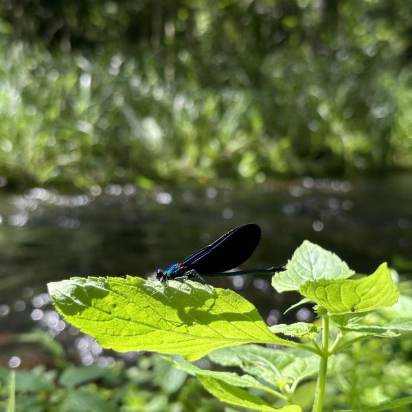 Führung Was erzählt uns der Wald am Küstrinchenbach?