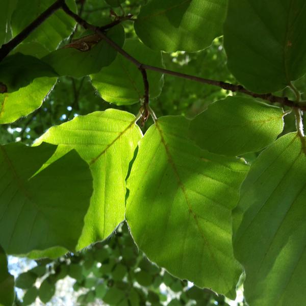 RangerTour: Wald, Wildnis, Weltnaturerbe - RangerTour zum Mitmachen