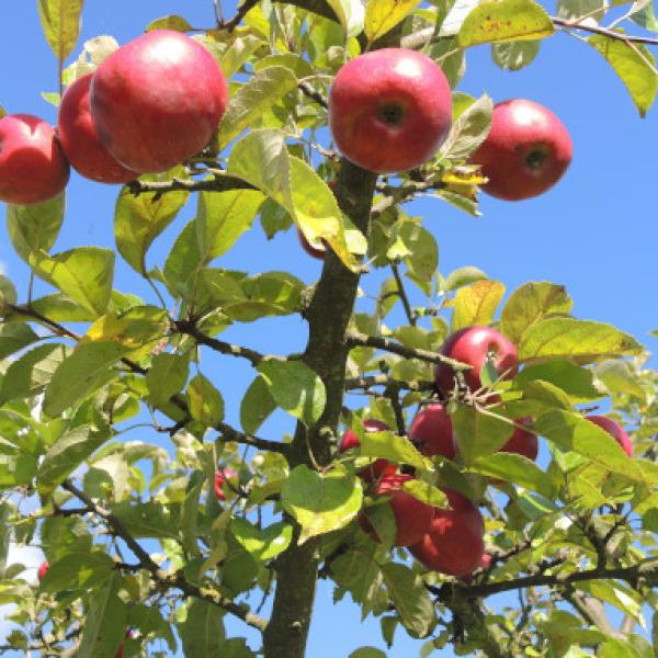 Natur digital: Vielfalt unterm Apfelbaum
