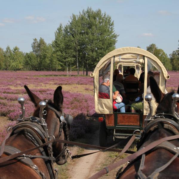 RangerTour: Mit Maultieren durch die blühende Heide