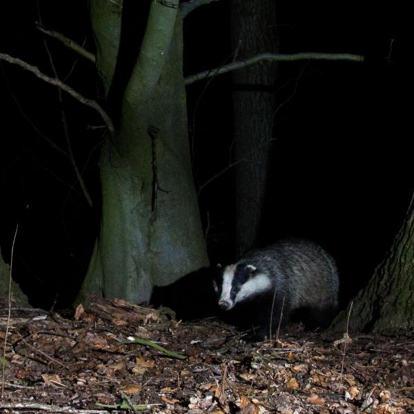 RangerTour: Lange Naturwacht-Nacht im Wilden Wald