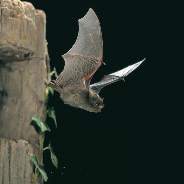 RangerTour: Bat Night - Fledermäuse hautnah