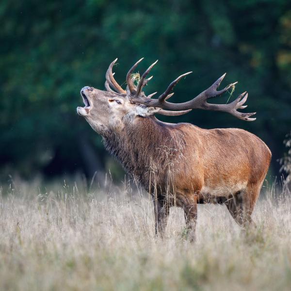 RangerTour: Hirschbrunft im Morgengrauen