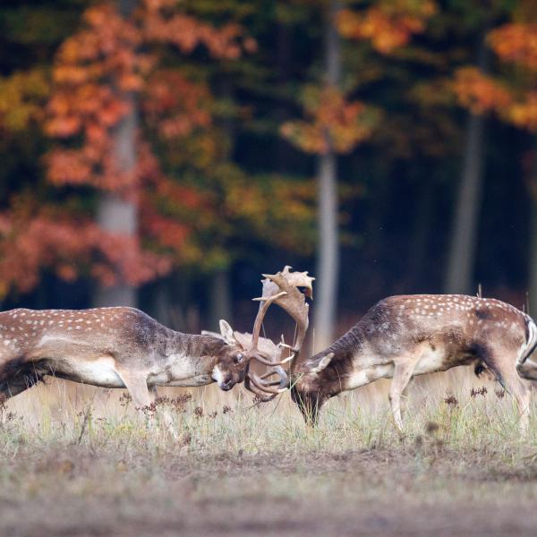 RangerTour: "Wer rülpst hier im Wald?" - Morgendliche Wanderung zur Damwildbrunft
